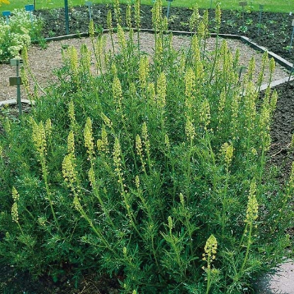 Picture of Herb Weld Dyers (Reseda Luteola)